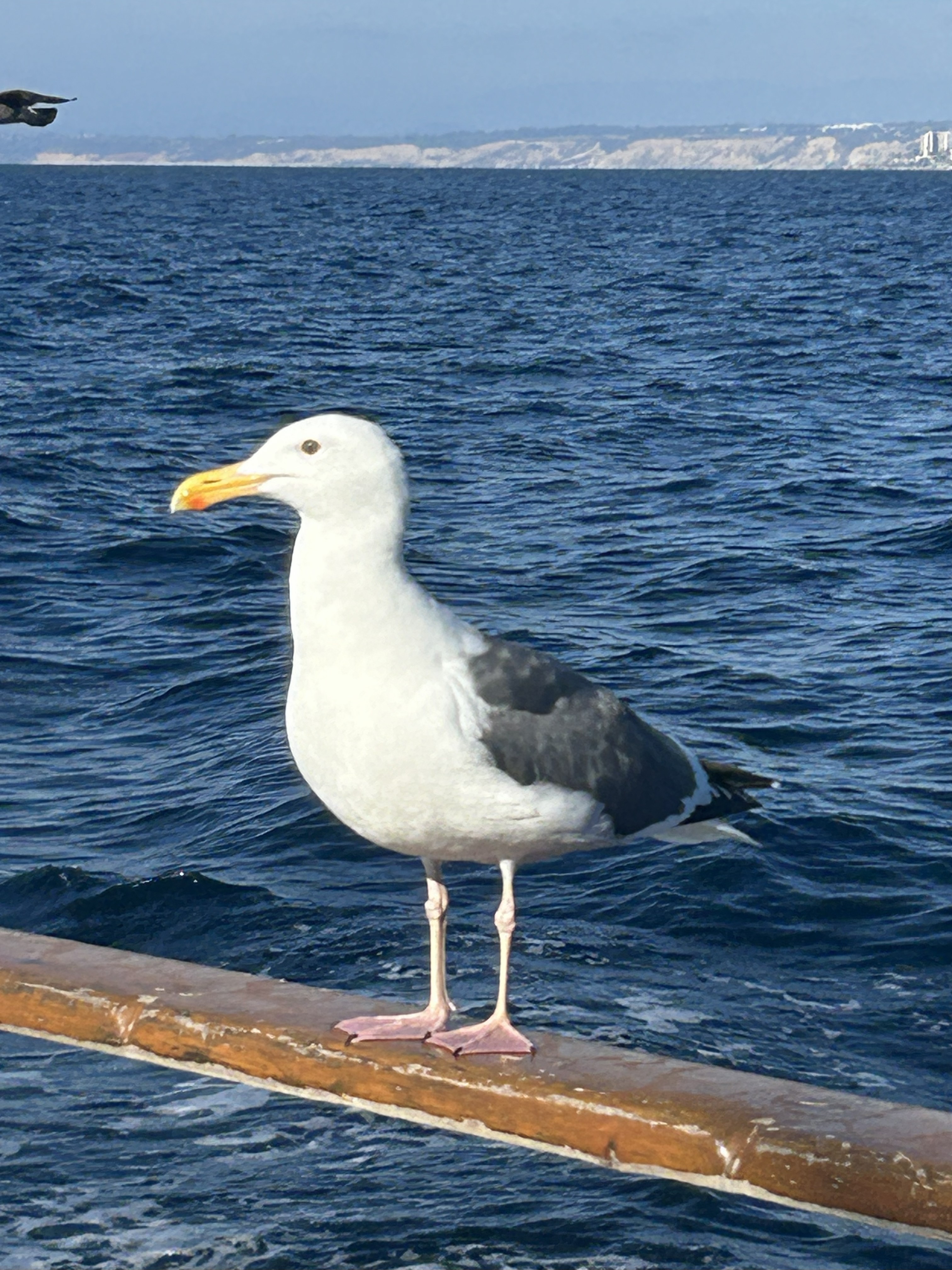 Your bird photo #1