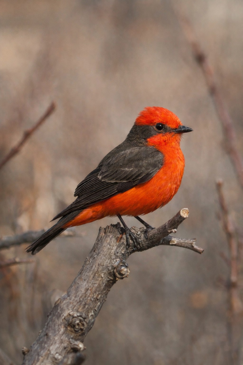 Your bird photo #2