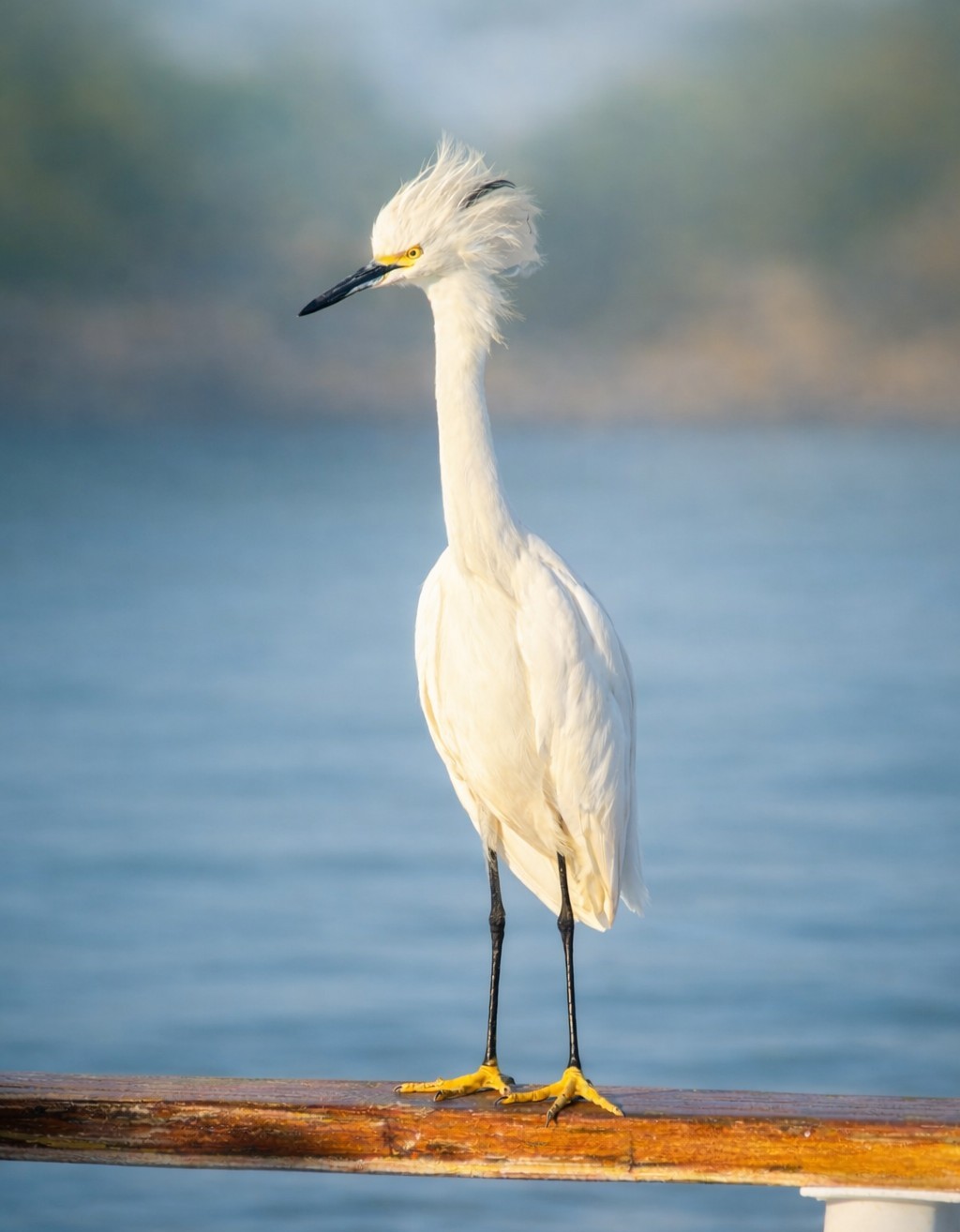 Your bird photo #3
